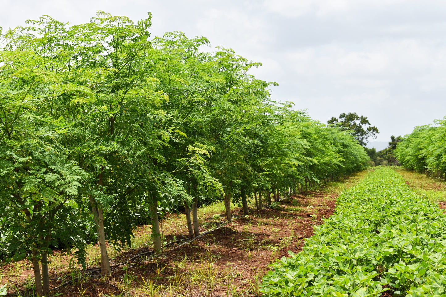 10 Flowering DRUMSTICK TREE Moringa Oleifera Seeds (Miracle Tree / Ben Oil Tree)