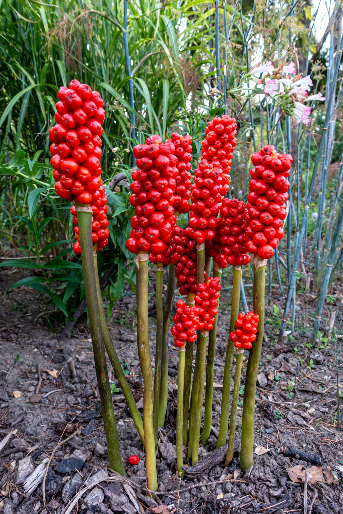 5 JACK IN THE PULPIT Arisaema Triphyllum Native Shade Flower Seeds