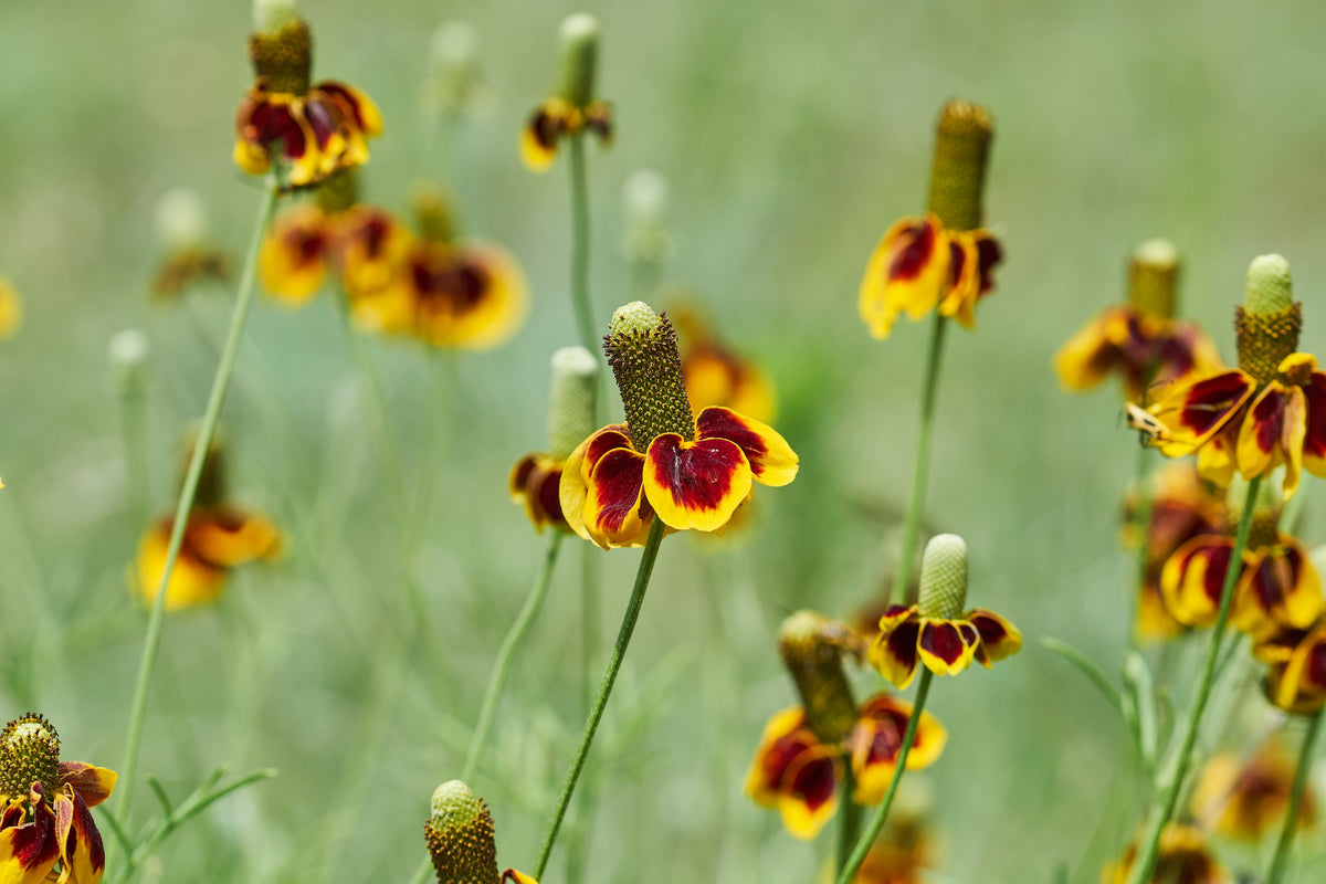 500 MEXICAN HAT Ratibida Columnaris Columnifera Red & Yellow Native Flower Seeds