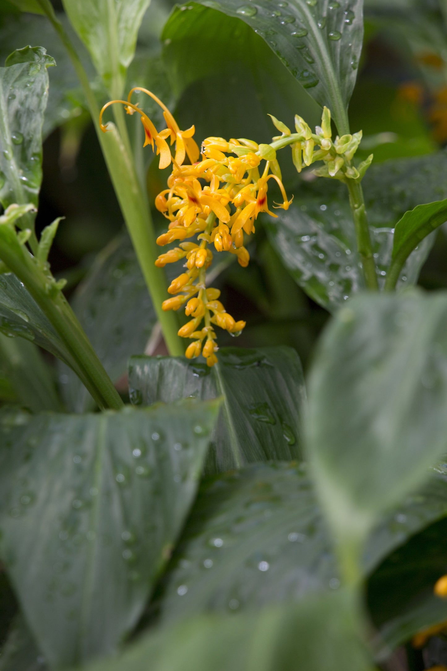 10 DANCING GIRL GINGER Globba Schomburgkii Yellow Fairy Ginger Houseplant Shade Flower Seeds