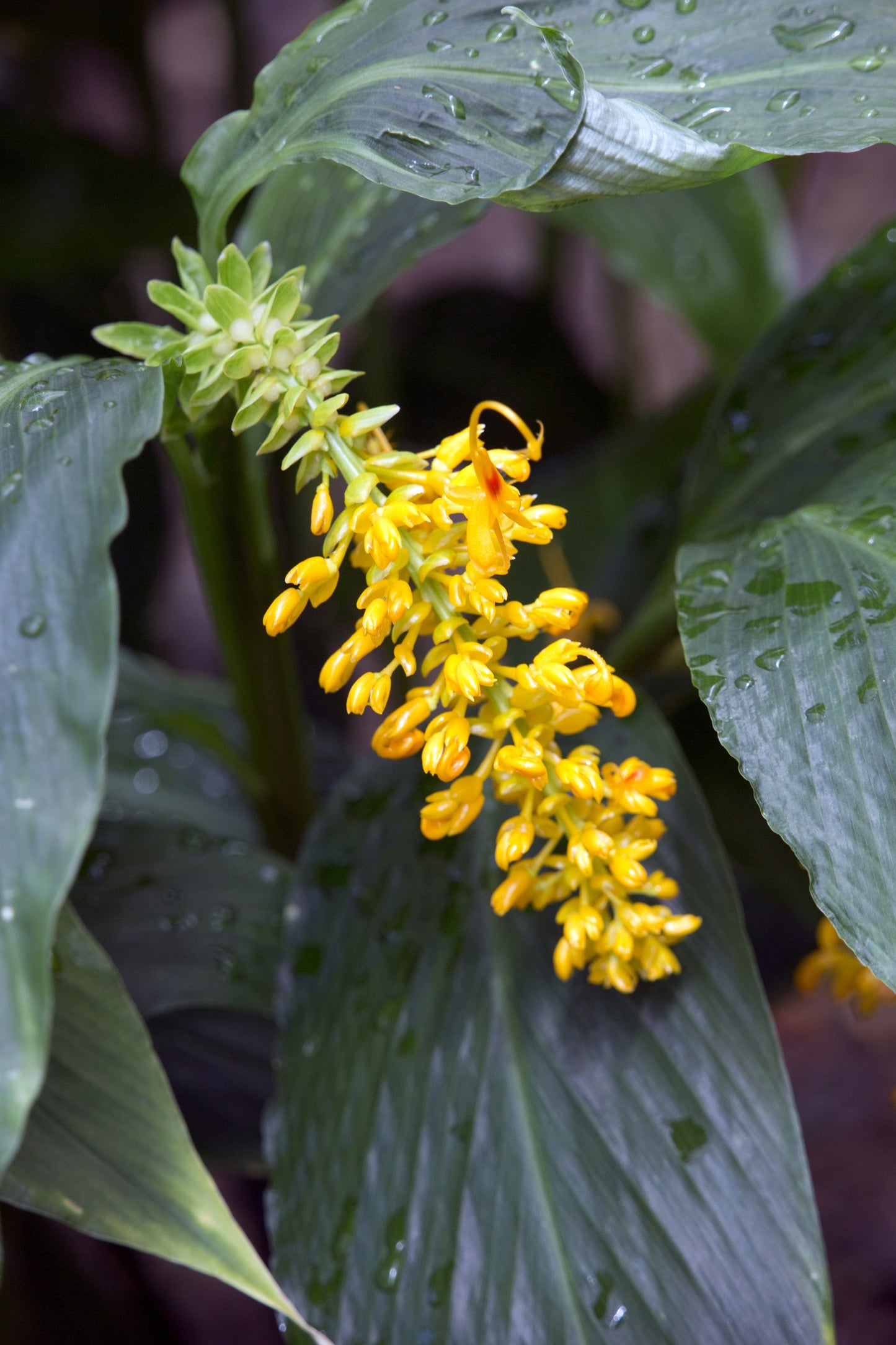 10 DANCING GIRL GINGER Globba Schomburgkii Yellow Fairy Ginger Houseplant Shade Flower Seeds