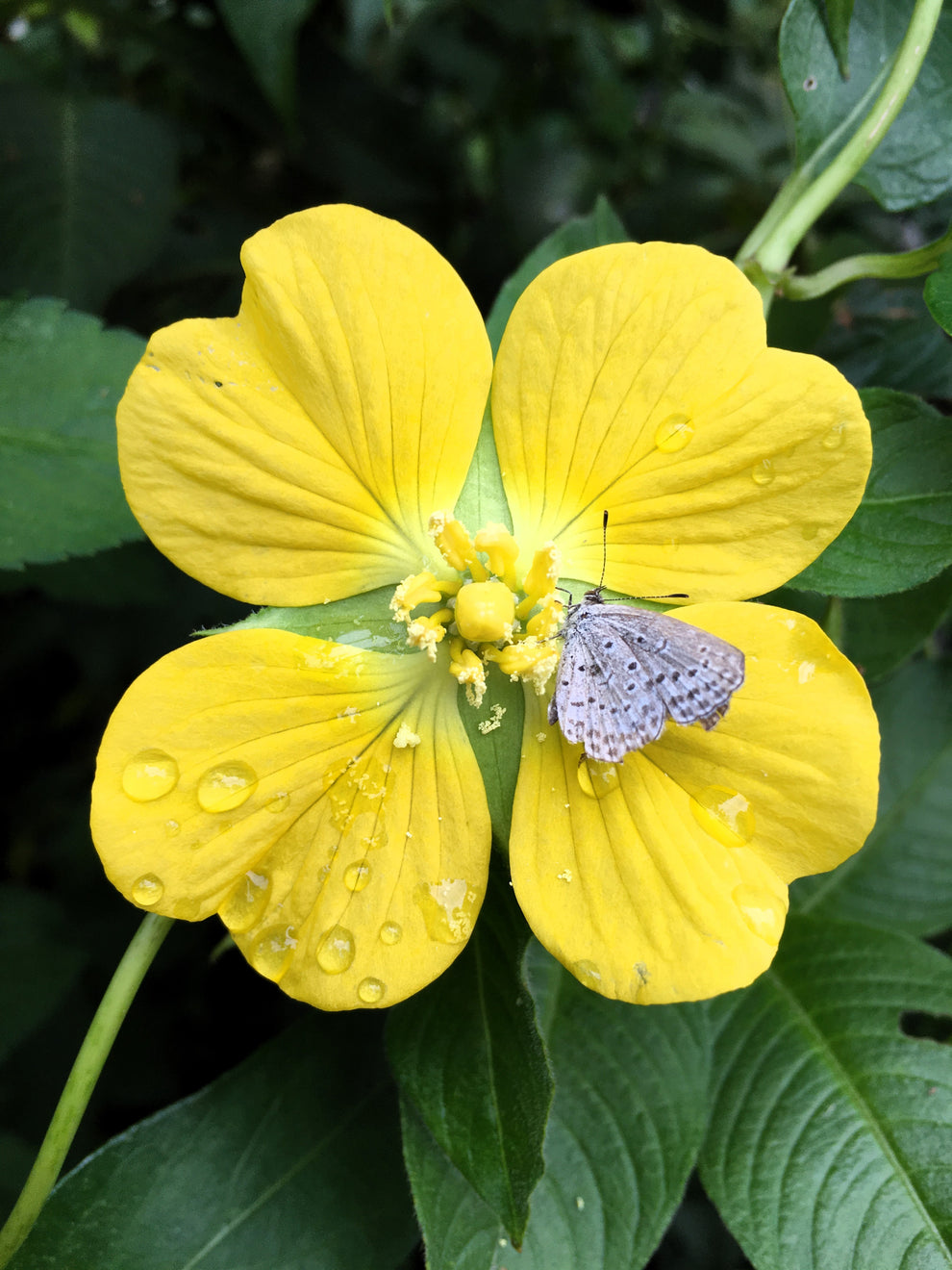 1000 Yellow SEEDBOX (Bushy Water Primrose / Rattlebox / False Loosestr ...