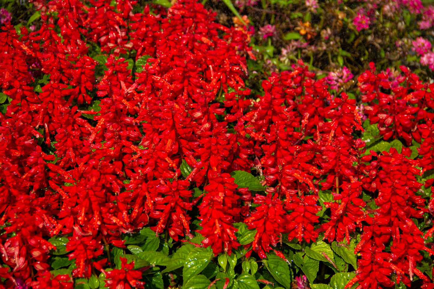 50 RED SALVIA Splendens St. John's Fire Scarlet Sage Flower Seeds