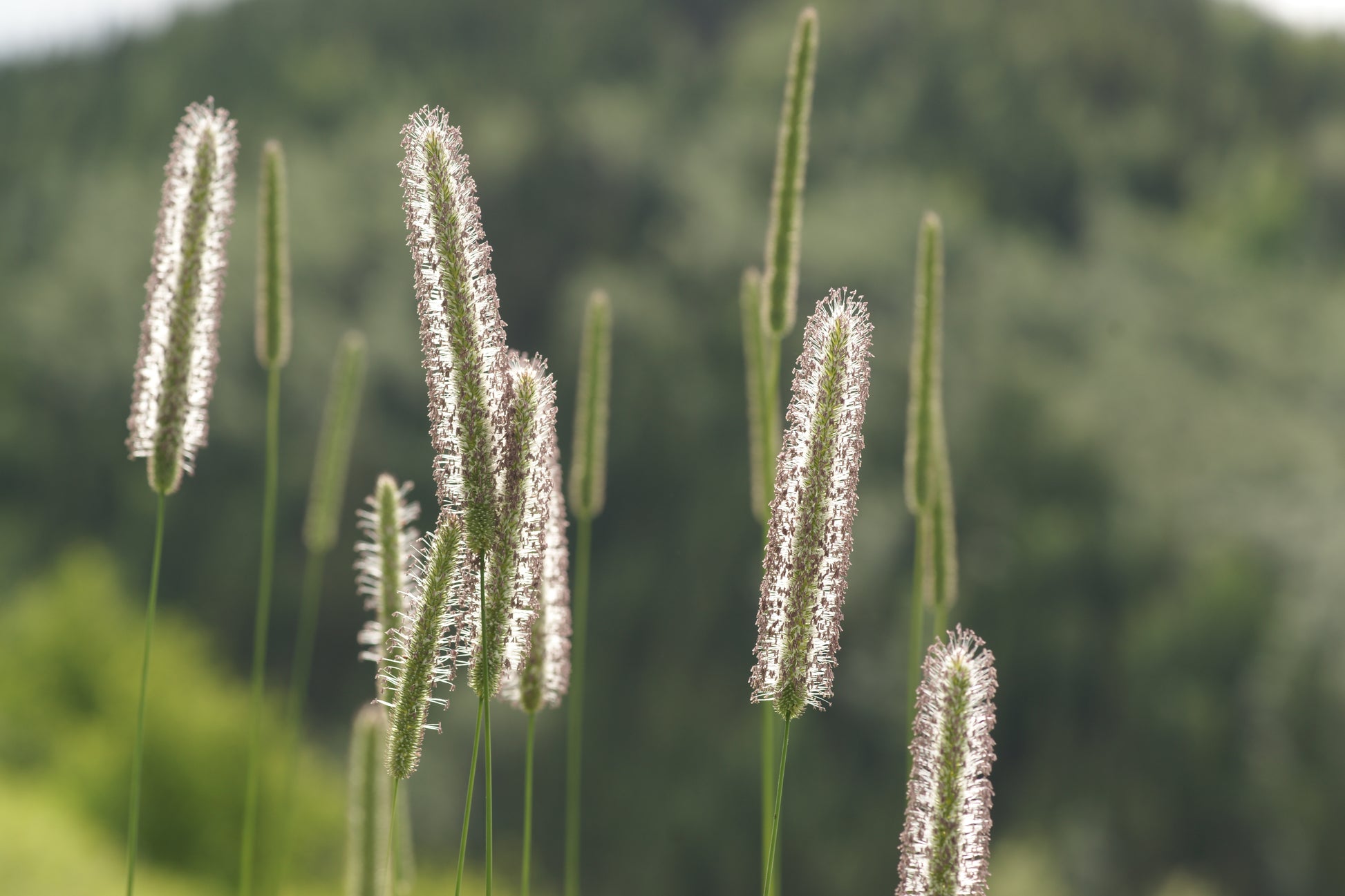 timothy hay seeds for planting 500 DERBY TIMOTHY GRASS Ornamental Phleum Pratense Seeds – Seedville USA