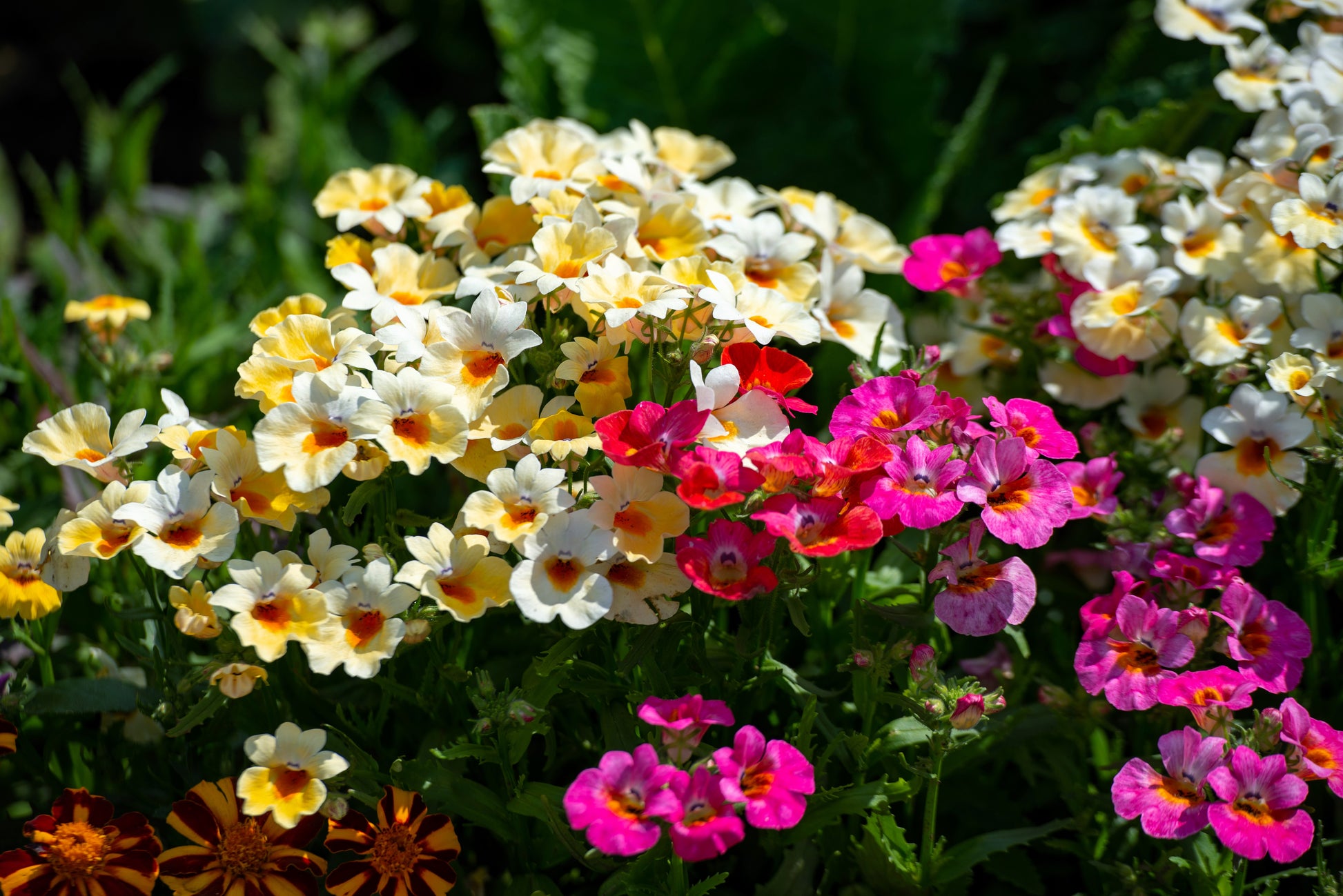 nemesia flower seeds 50 CARNIVAL MIX NEMESIA Strumosa Mixed Colors Flower Seeds