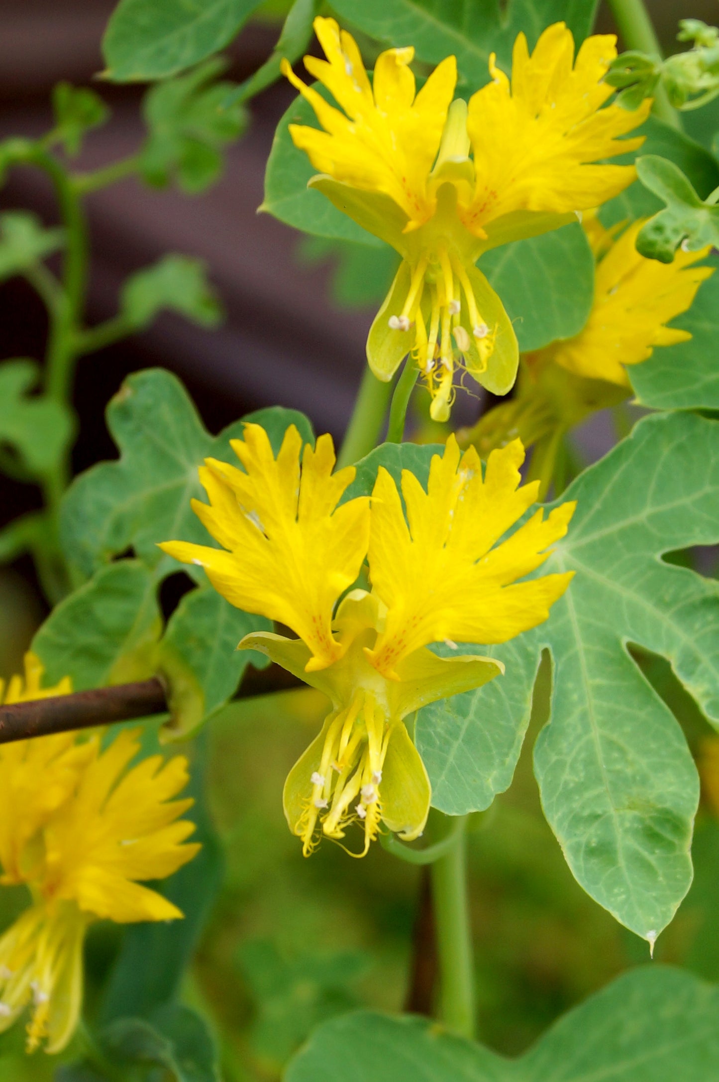 10 CANARY CREEPER NASTURTIUM Vine Tropaeolum Peregrinum Yellow Canarybird Flower Seeds