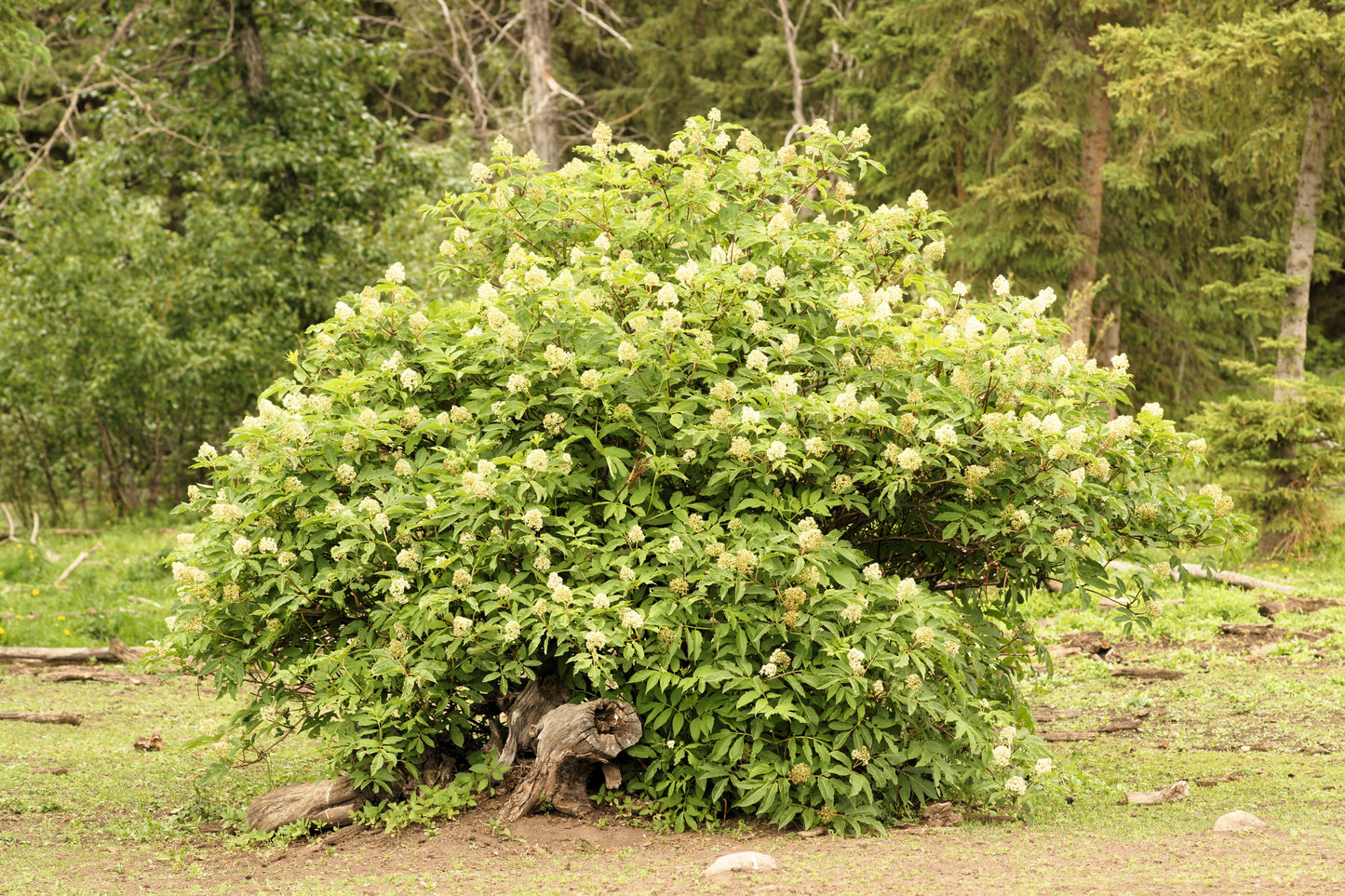 100 RED ELDERBERRY Sambucus Racemosa Scarlet Mountain Elder Bunchberry Tree Shrub Fruit Berry Seeds