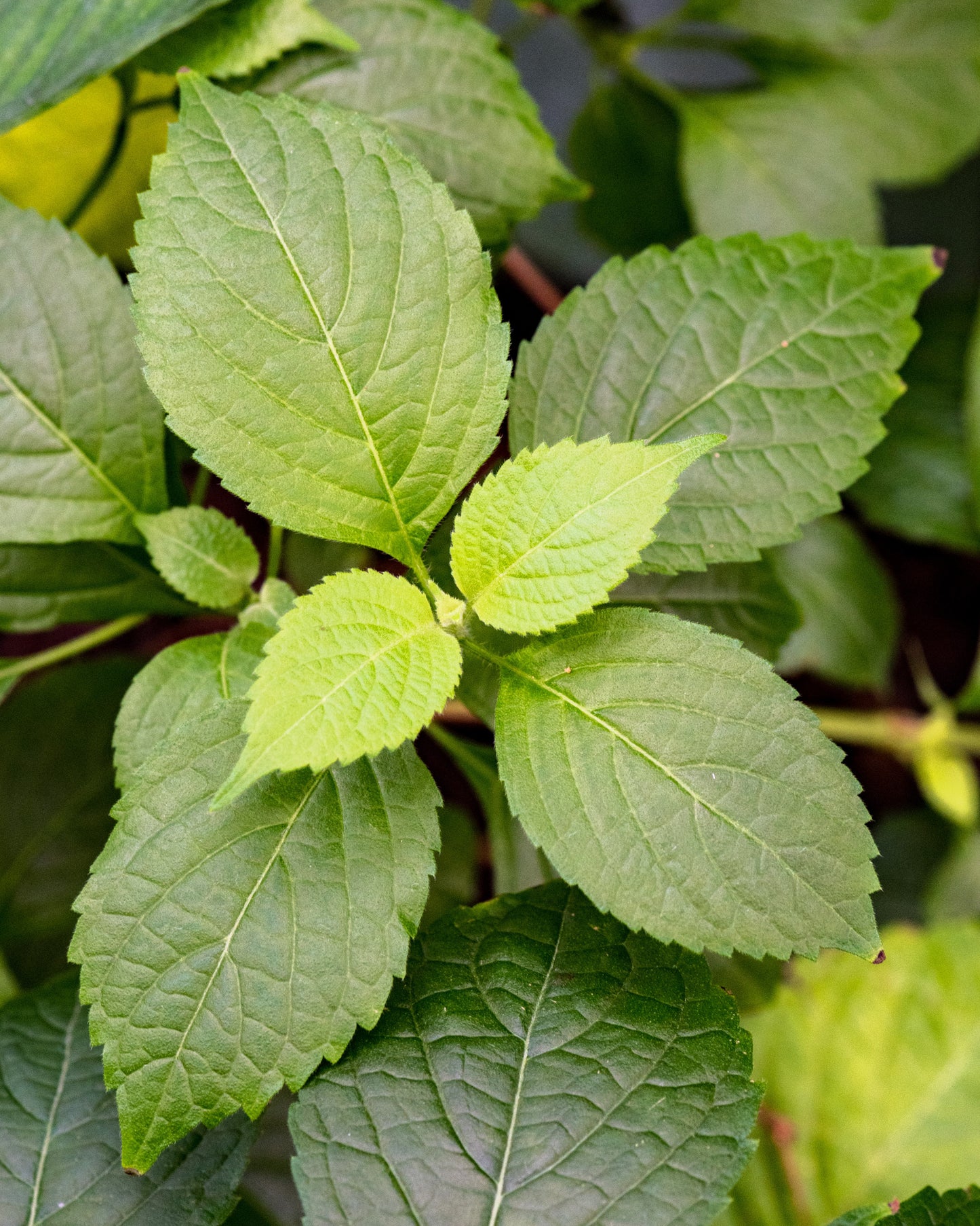 500 CLOVE BASIL Ocimum Basilicum Herb Flower Seeds