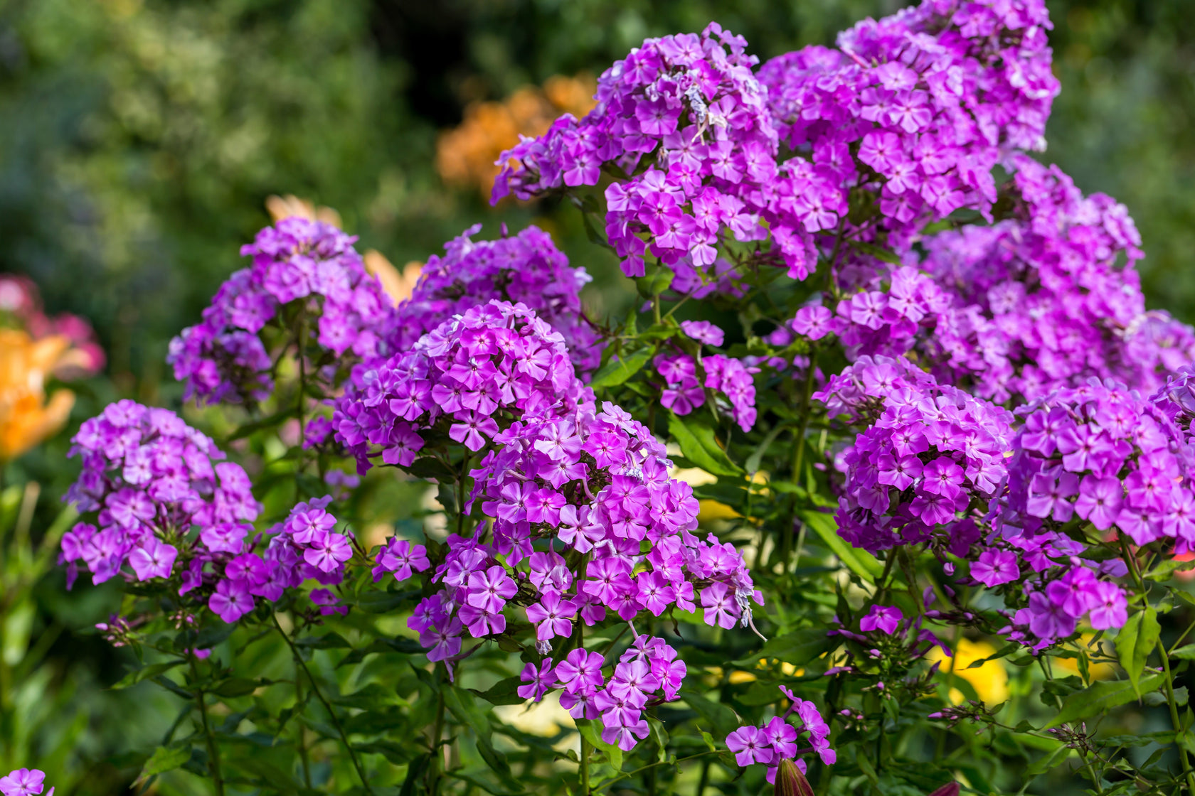 10 TALL GARDEN PHLOX Paniculata Mixed Colors 'New Hybrids Mix' Flower ...