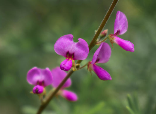 200 SHOWY PINK TREFOIL Stick Tights Desmodium Canadense Flower Seeds