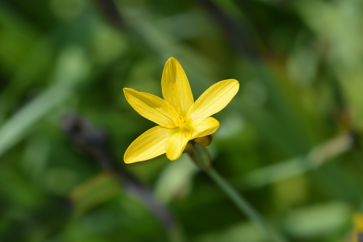 10 YELLOW EYED GRASS Ornamental Sisyrinchium Californicum Flower Seeds