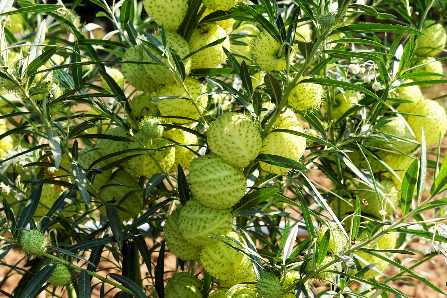 10 BALLOON MILKWEED Hairy Balls Butterfly Weed Asclepias Gomphocarpus Physocarpus Monarch Flower Seeds