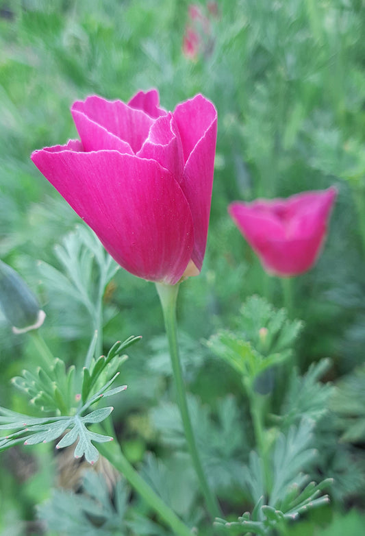 100 PURPLE Gleam CALIFORNIA POPPY Eschscholzia Californica Flower Seeds