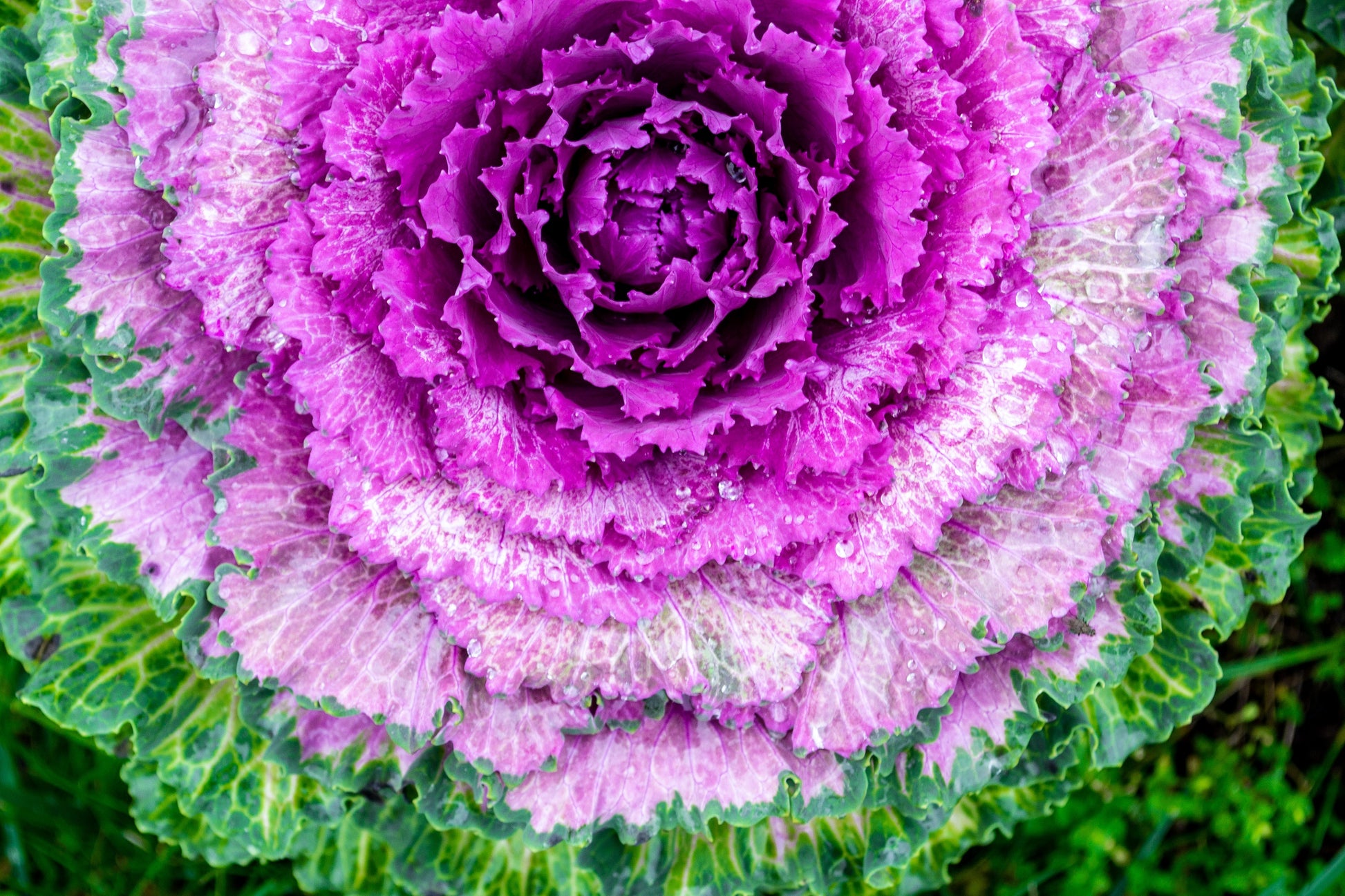 purple cabbage succulent 50 MIXED ORNAMENTAL CABBAGE Flowering Cabbage Brassica Oleracea Seeds – Seedville USA