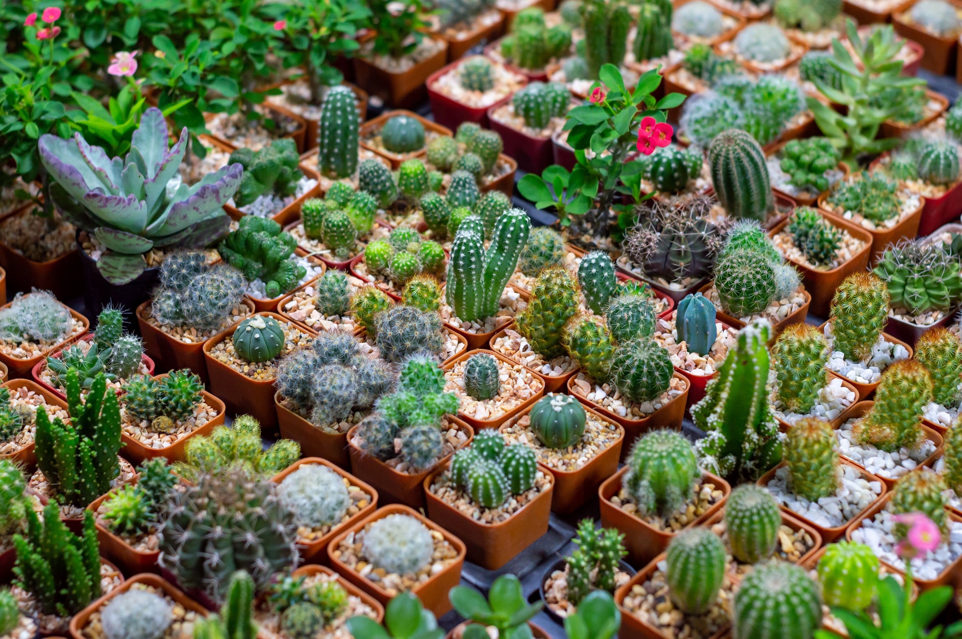buy cactus and succulents 50 CACTUS MIX 'Finest Mixed' Succulent Flower Plant Seeds – Seedville USA