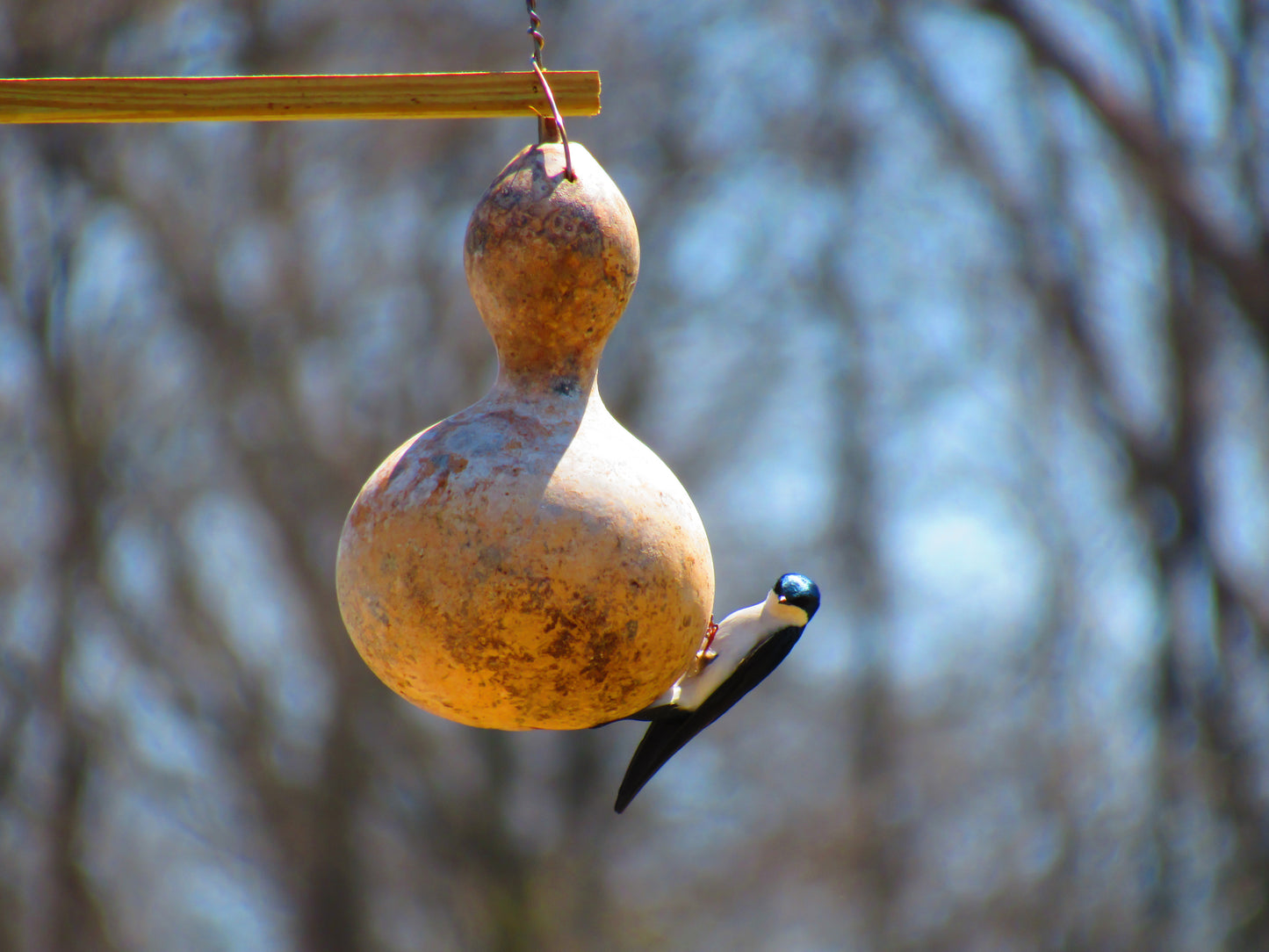 20 BIRDHOUSE GOURD (Hard Shelled Gourd / Calabash) Lagenaria Siceraria Vine Seeds