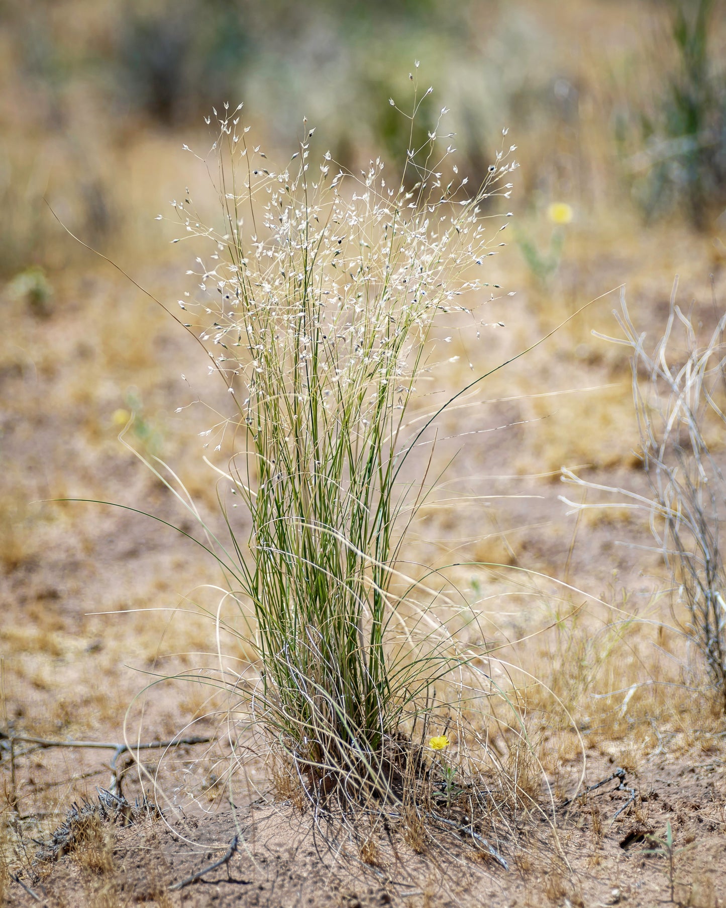 500 INDIAN RICEGRASS Nezpar Oryzopsis Hymenoides Stipa Sand Rice Grass Millet Grain Seeds