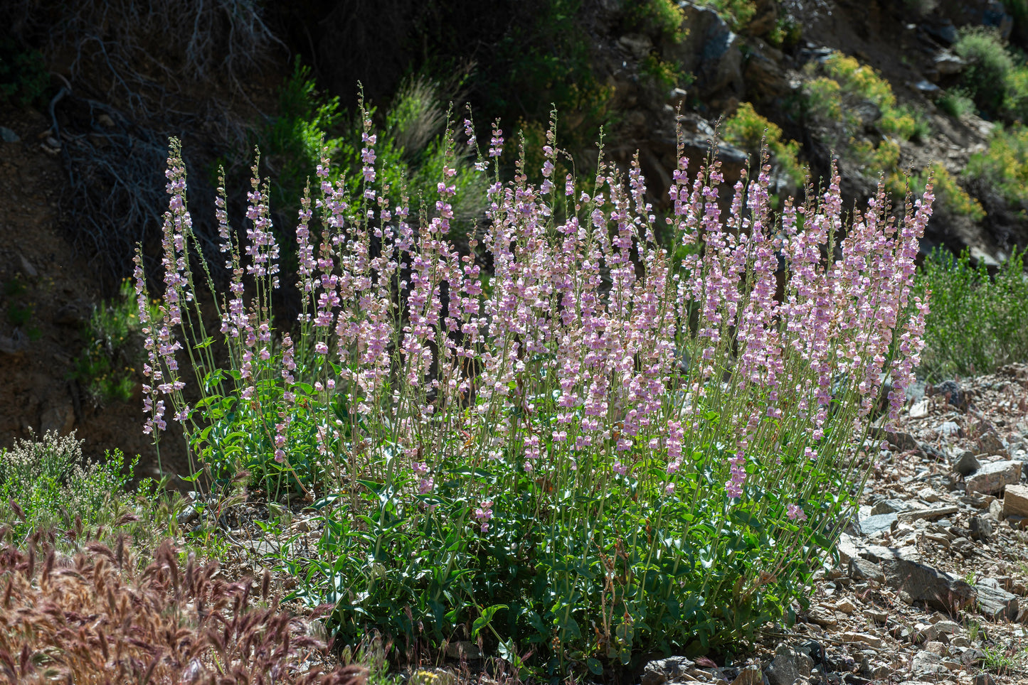 300 PALMERS PENSTEMON (Beardtongue / Balloon Flower) Penstemon Palmeri Flower Seeds