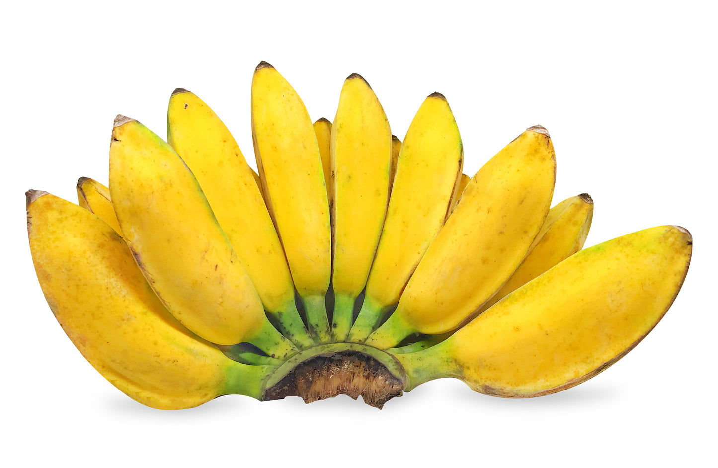 5 PLANTAIN BANANA Musa Balbisiana Hardy Red Flowering Sweet Wild Fruit Tree Seeds