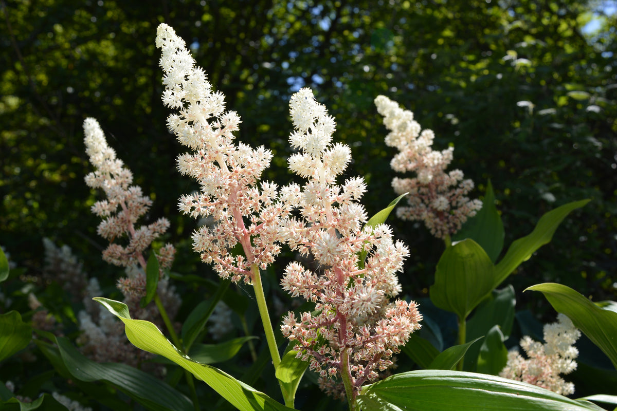 10 SOLOMON'S SPIKE White Western False Seal Maianthemum Racemosum Flower Seeds