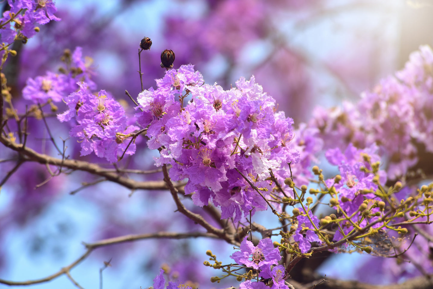 35 LILAC Light Purple CREPE MYRTLE Lagerstroemia Indica Flowering Shrub Bush Small Tree Seeds