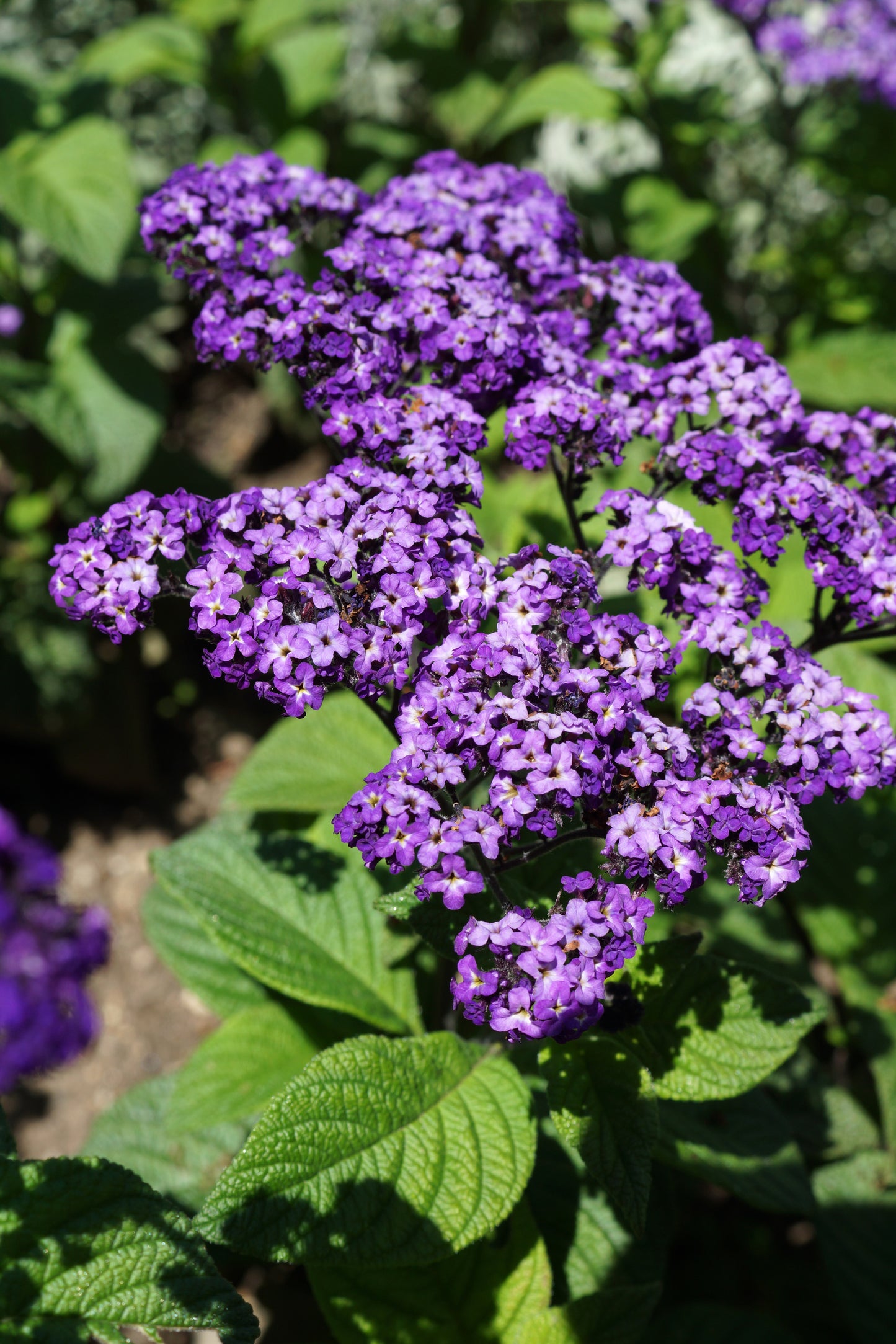 50 Blue MARINE HELIOTROPE Heliotropium Arborescens Flower Seeds