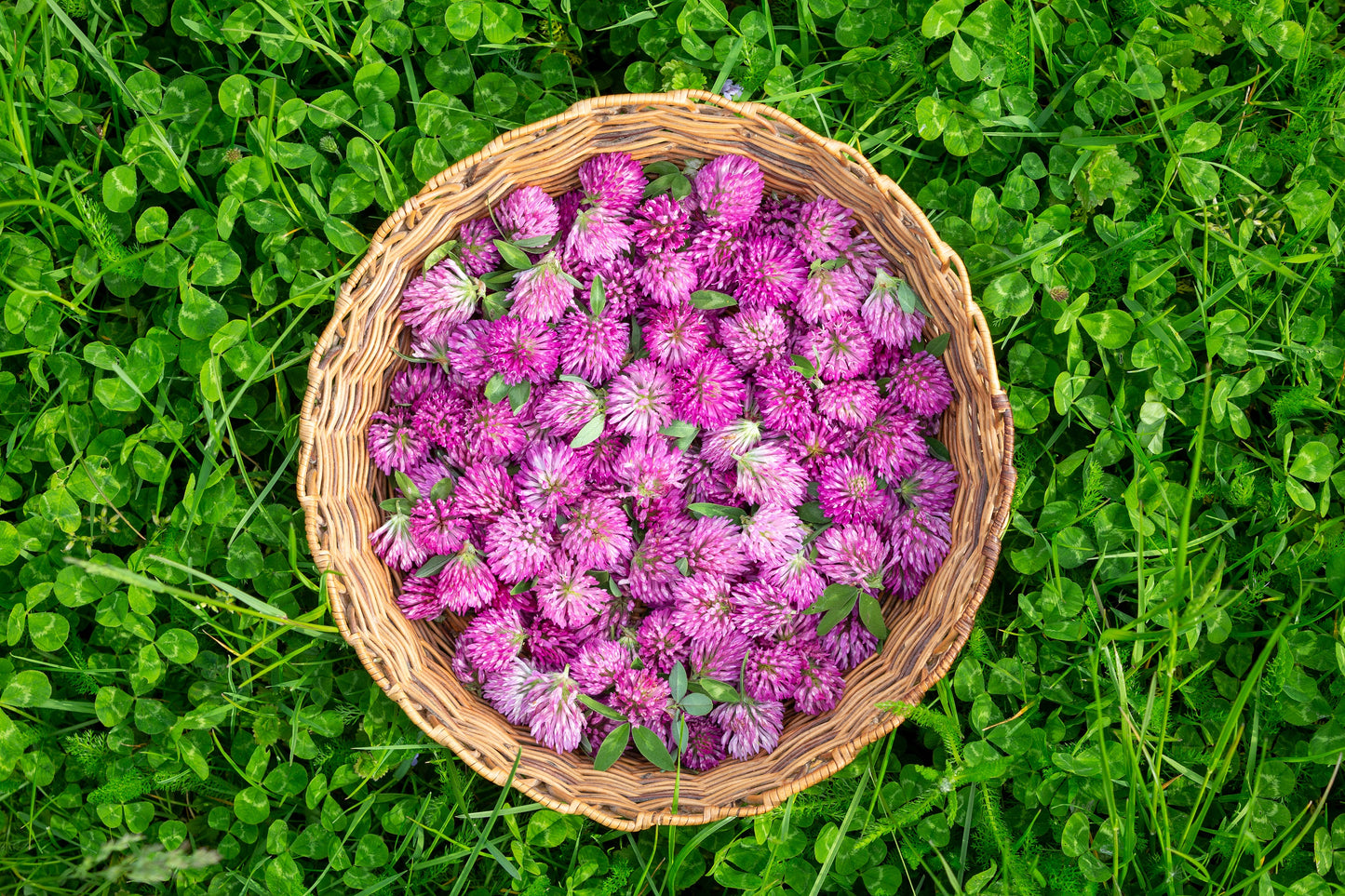 1500 RED CLOVER Monarchs Trifolium Pratense Rose Mauve Flower Ground Cover Seeds
