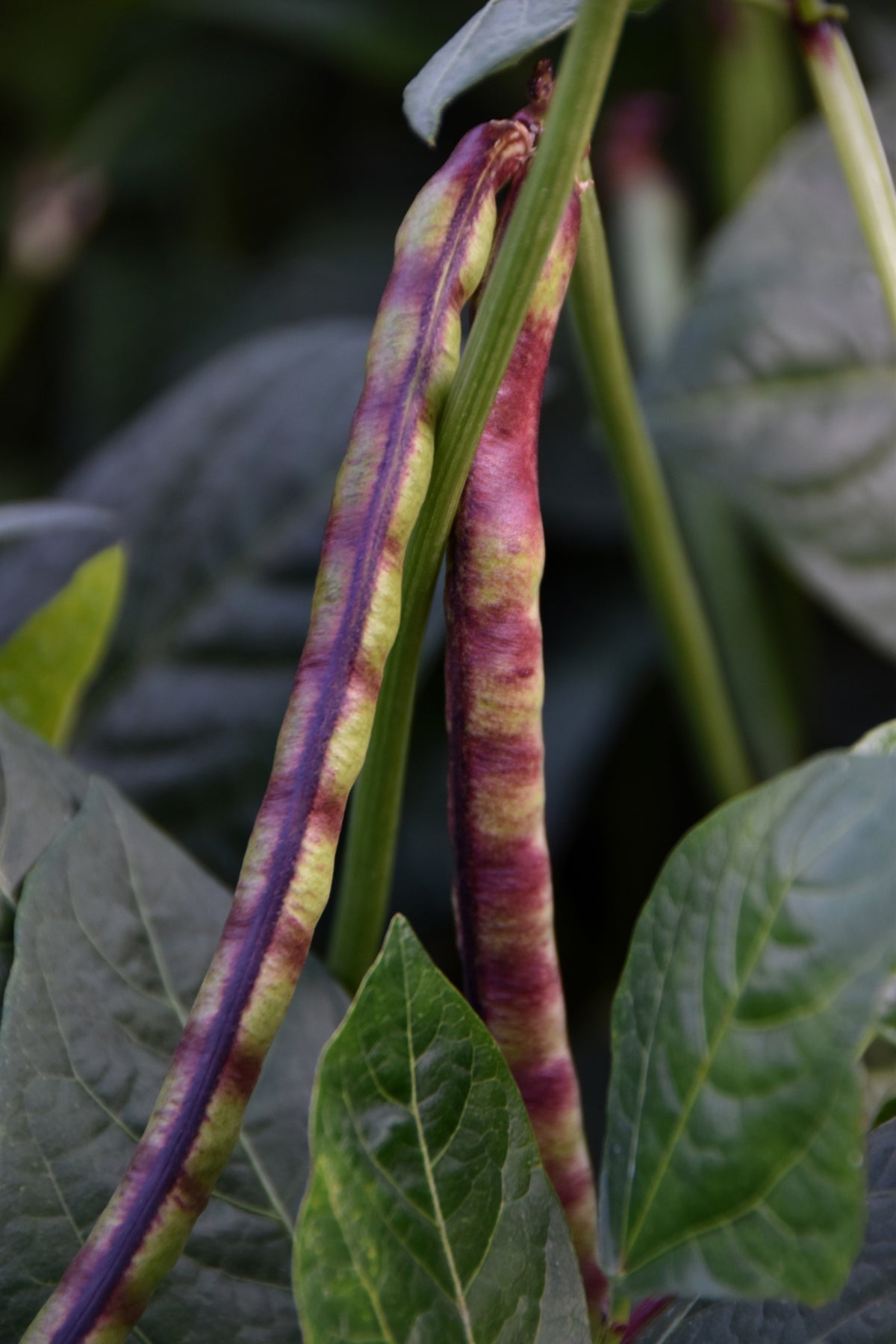 50 PURPLE PINKEYE COWPEA Southern Cow Pea Crowder Vigna Unguiculata Vegetable Legume Seeds