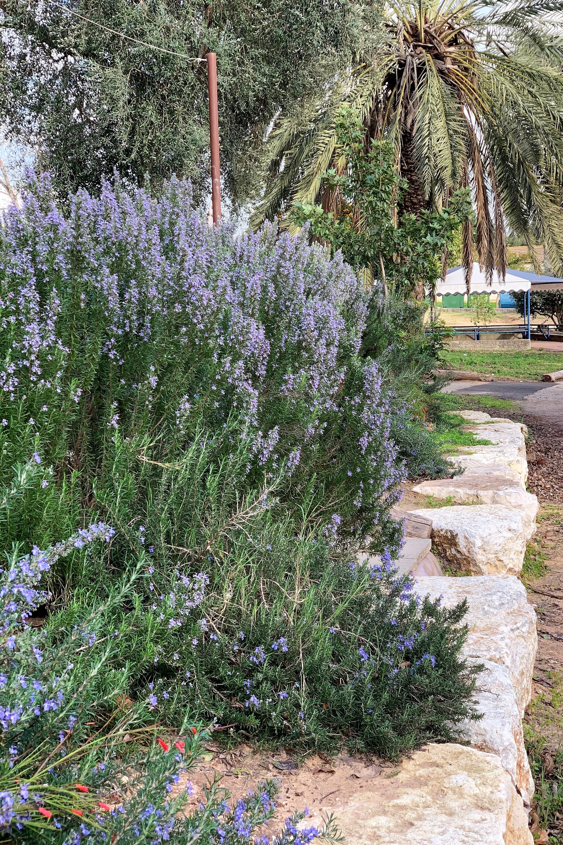 lavender chaste tree 25 CHASTE BERRY TREE Vitex Agnus Castus Monk's Pepper Purple Fragrant – Seedville USA