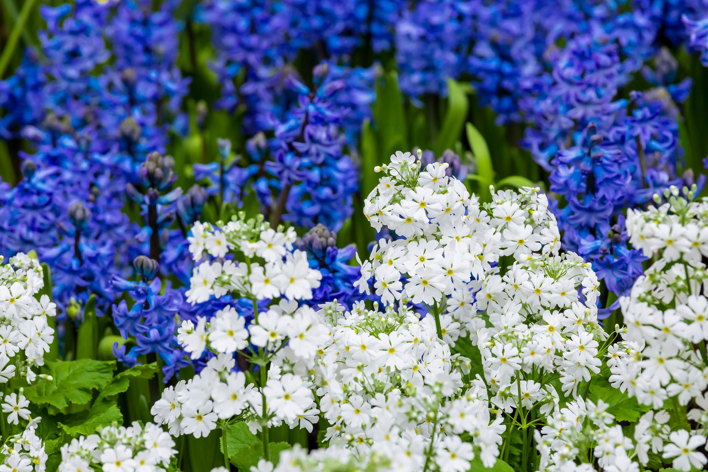 100 WHITE FAIRY PRIMROSE Primula Malacoides Baby Primrose Shade Houseplant Flower Seeds