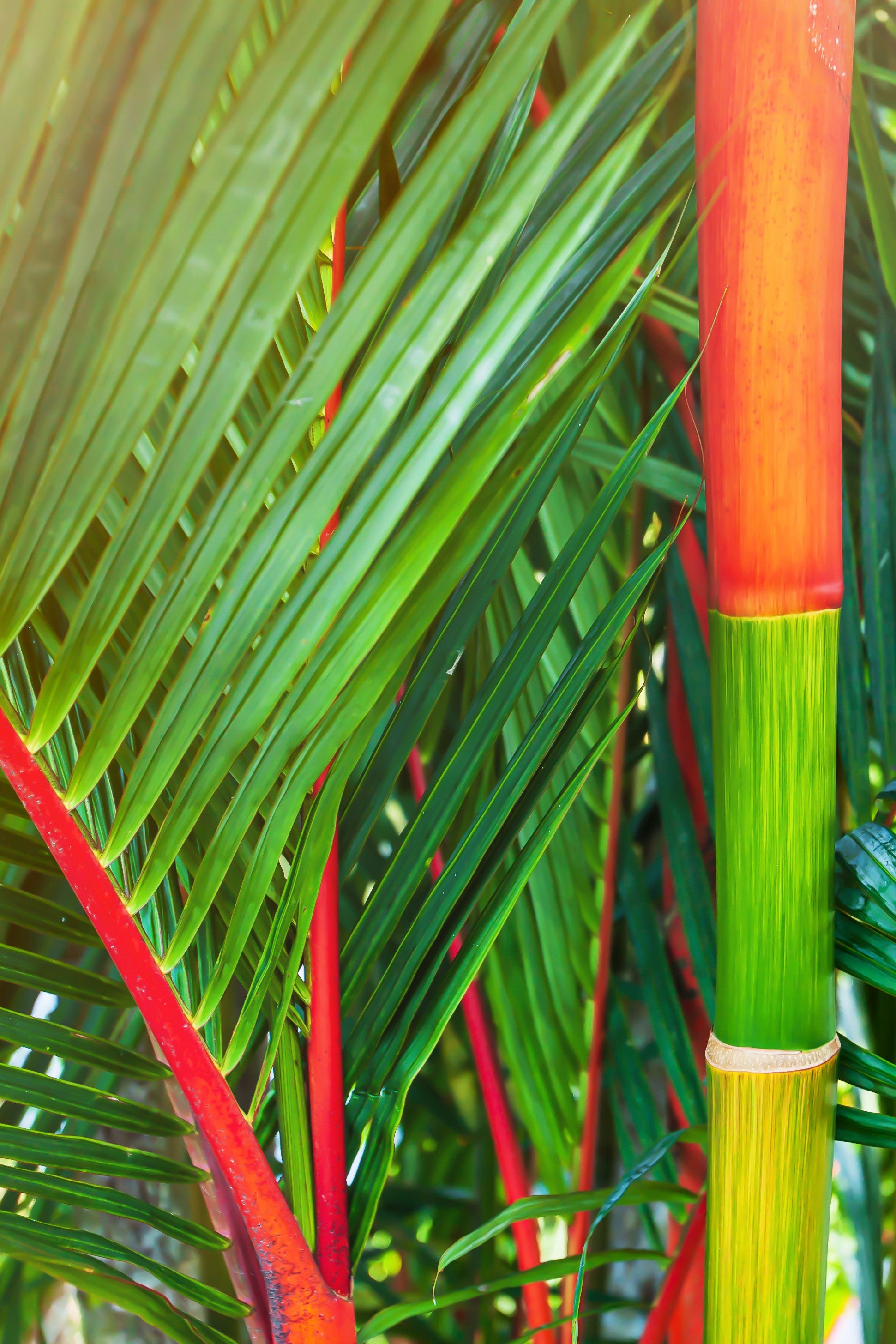 red palm plants for sale 10 Red LIPSTICK PALM Sealing Wax Palm Cyrtostachys Renda Tree Housepla – Seedville USA