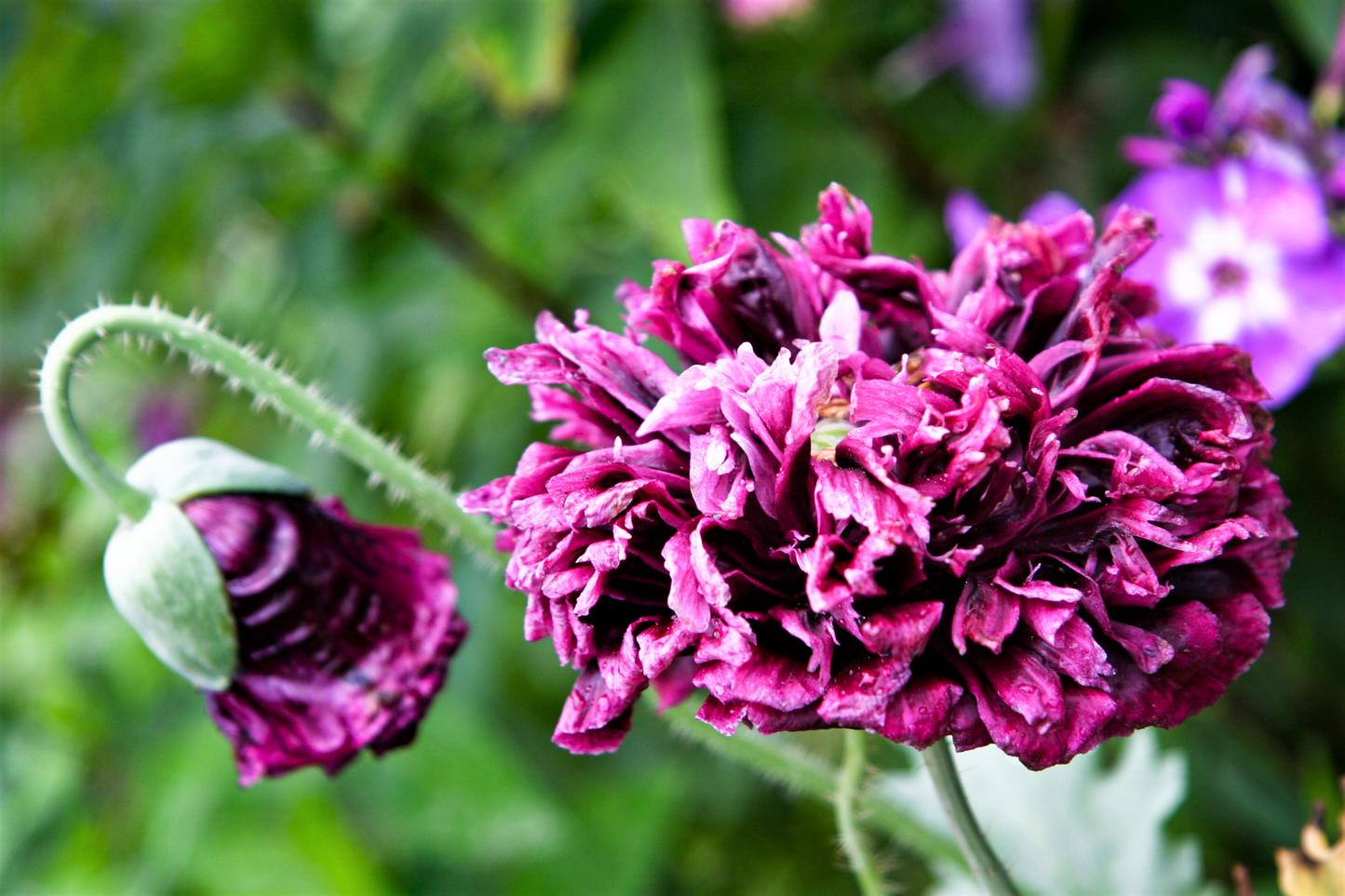 250 PURPLE PEONY POPPY Papaver Paeoniflorum Huge Double Flower Seeds