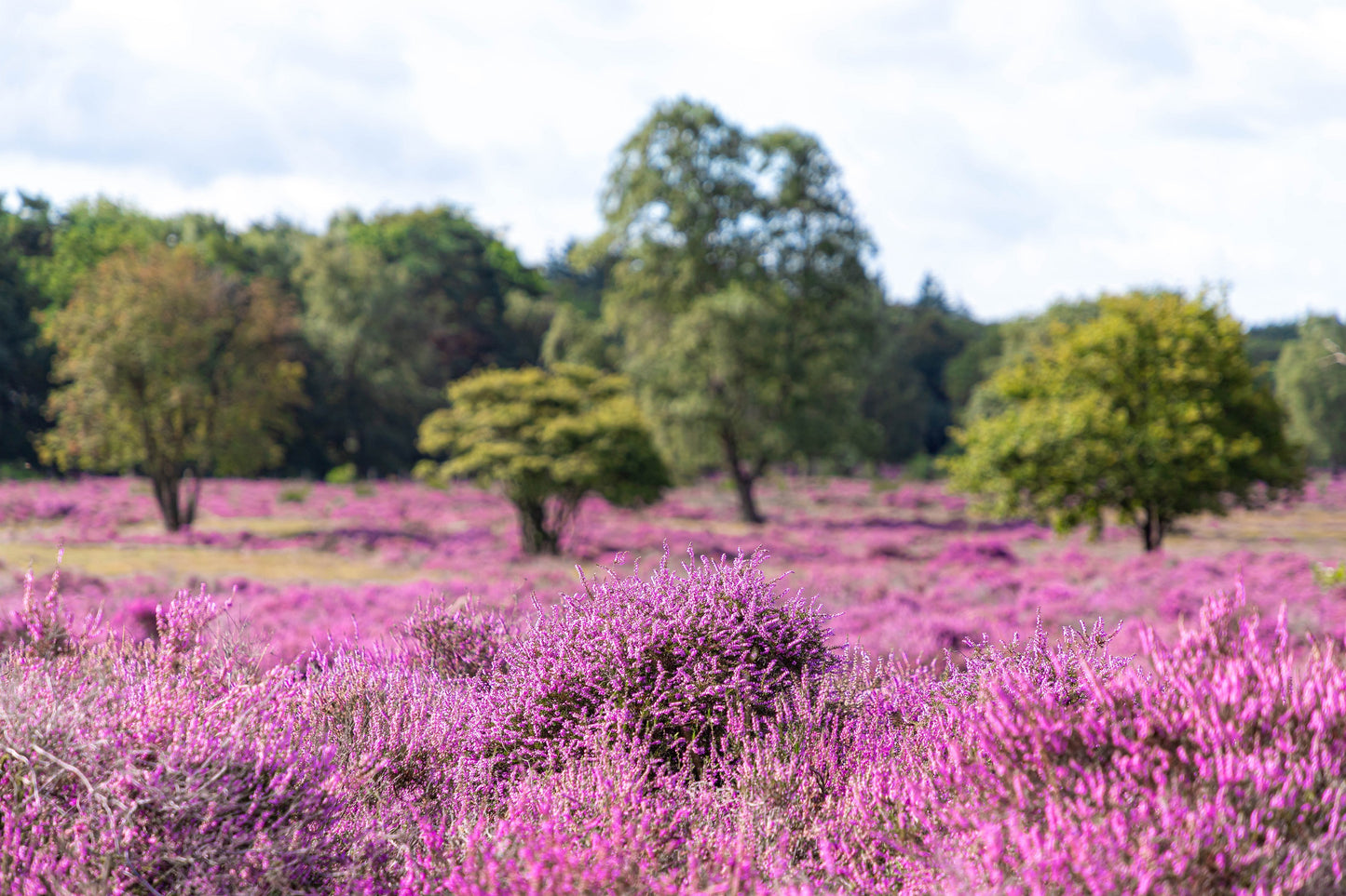 100 Scotch TRUE HEATHER Shrub Scot's Purple Pink Flower Calluna Vulgaris Seeds