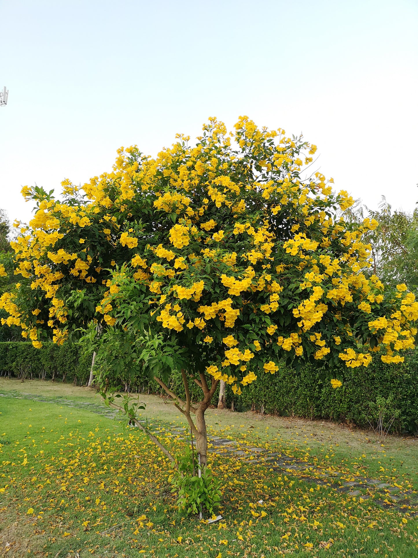 10 TECOMA STANS (Yellow Trumpetbush / Yellow Bells / Yellow Elder / Esperanza) Flower Shrub Bush Seeds