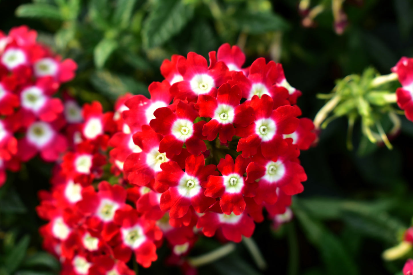 100 MIXED COLORS VERBENA Hybrida Compacta Flower Seeds