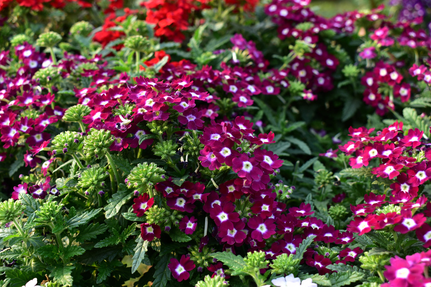 100 MIXED COLORS VERBENA Hybrida Compacta Flower Seeds