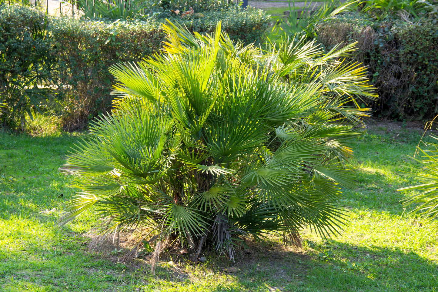 5 MEDITERRANEAN FAN PALM European Dwarf Tree Shrub Chamaerops Humilis Seeds