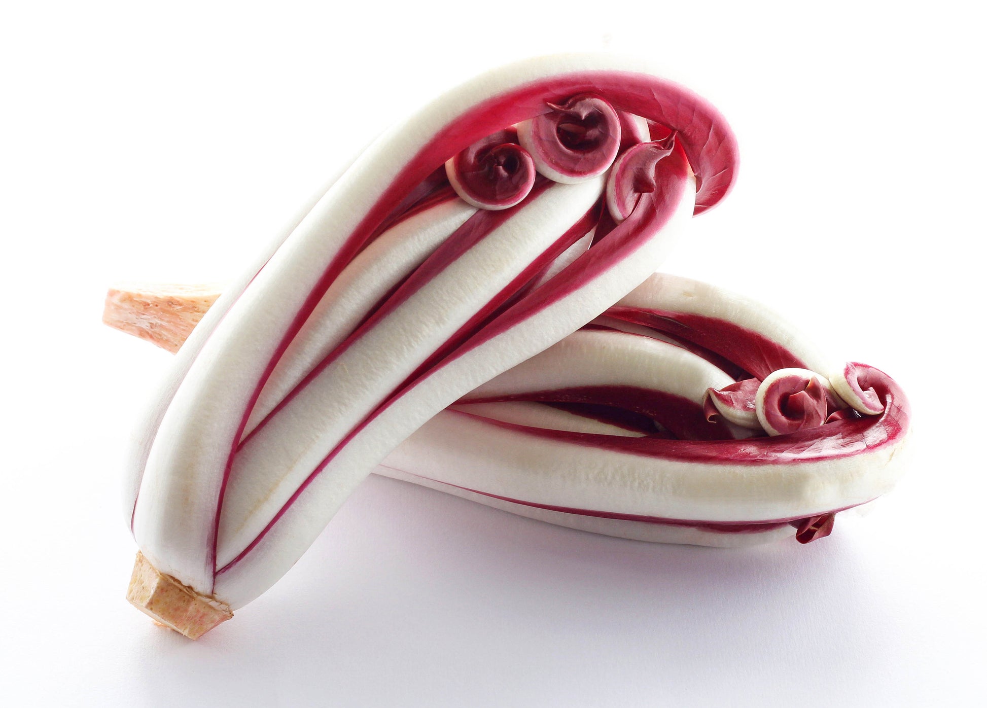 radicchio la rosa del veneto seeds 100 RADICCHIO DI TREVISO Radicchio Rose Vegetable Seeds – Seedville USA