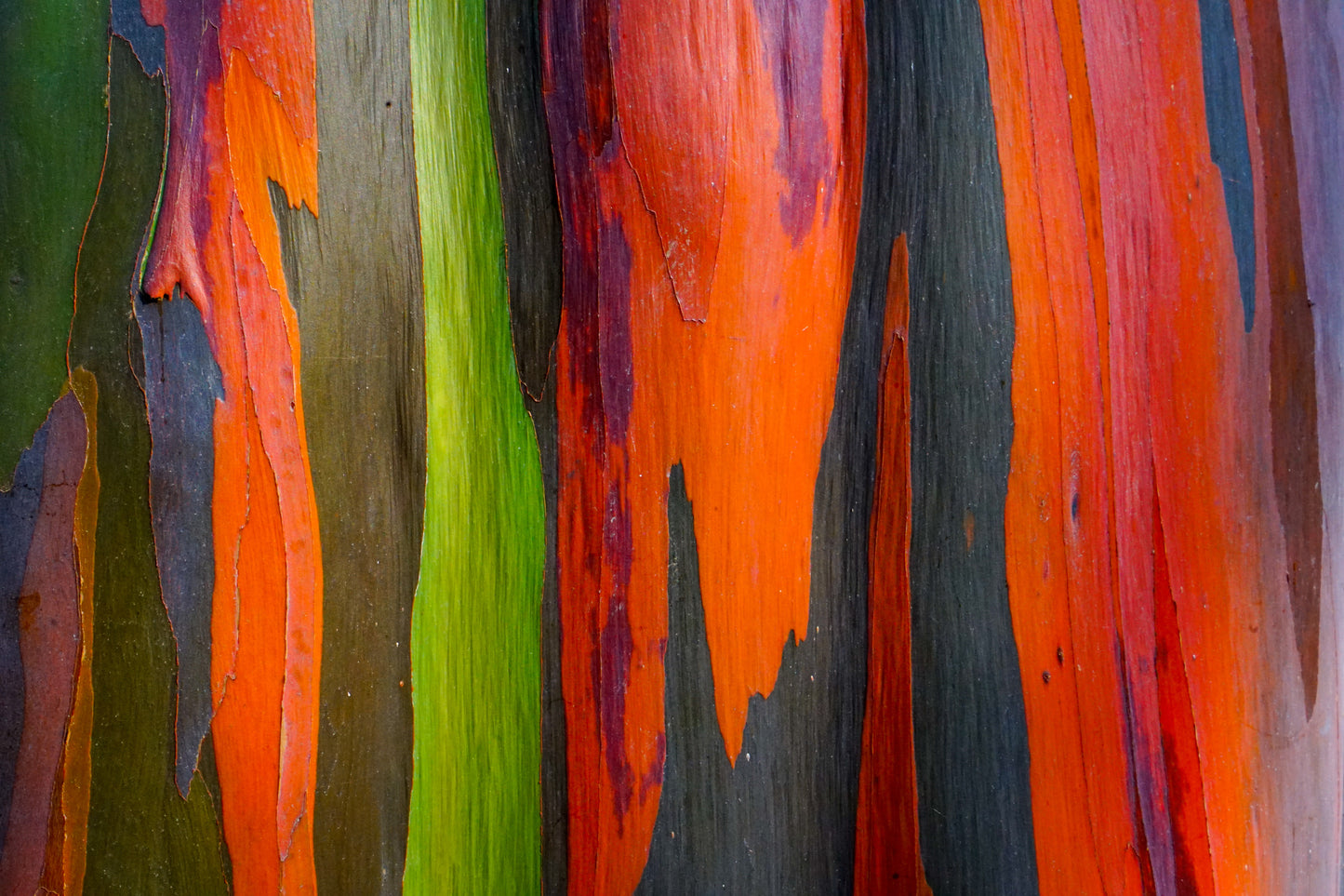 50 RAINBOW EUCALYPTUS Deglupta Gum Multicolor Bark Tree Seeds