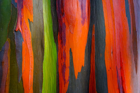 50 RAINBOW EUCALYPTUS Deglupta Gum Multicolor Bark Tree Seeds