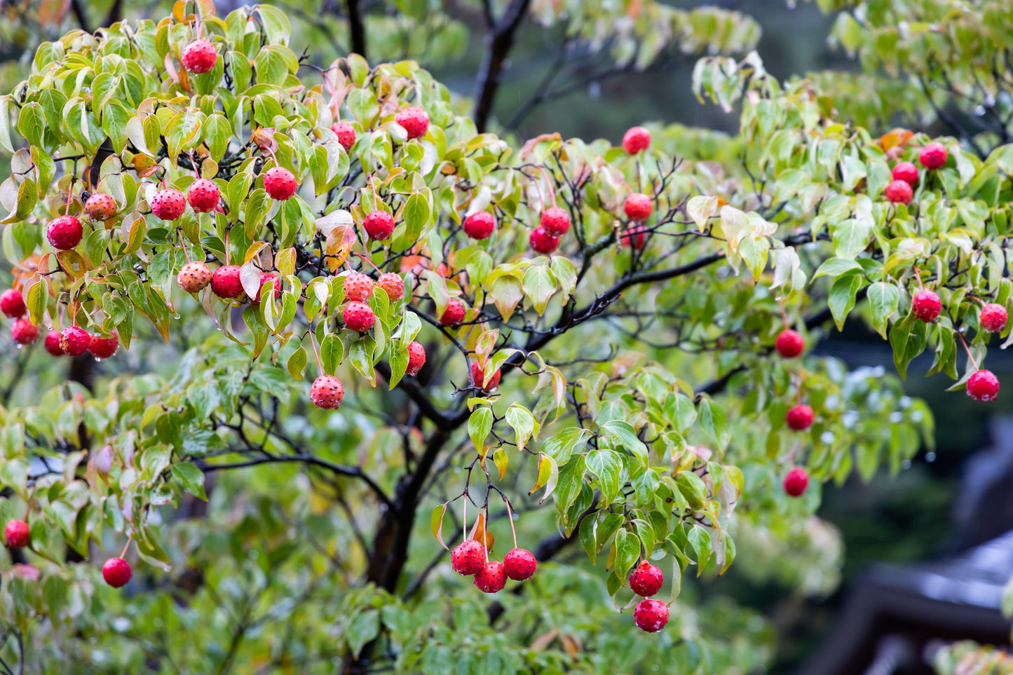 5 Flowering WHITE KOUSA DOGWOOD Cornus Kousa Tree Seeds