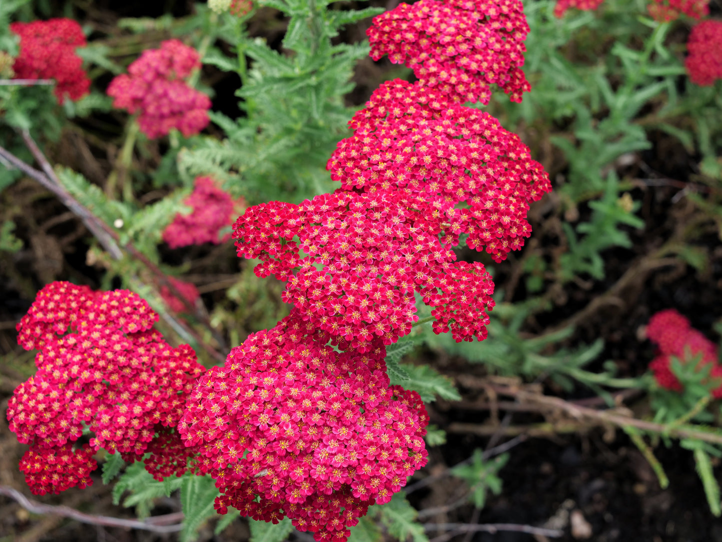 600 RED YARROW Achillea Millefolium Rubra Flower Seeds