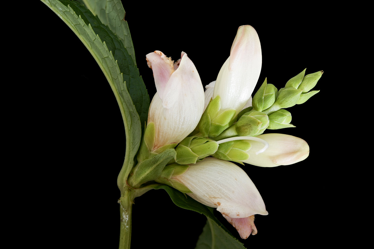 50 WHITE TURTLEHEAD Chelone Glabra Flower Seeds