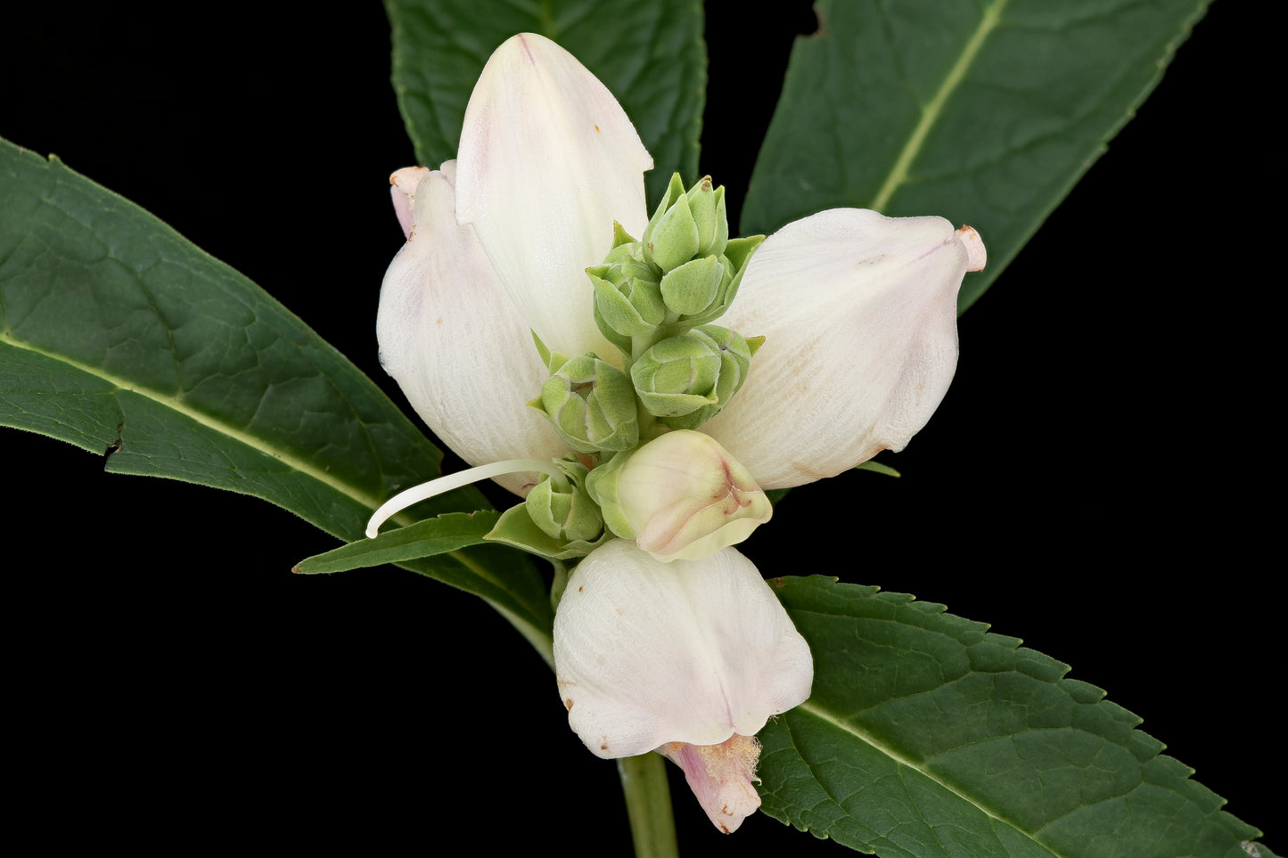 50 WHITE TURTLEHEAD Chelone Glabra Flower Seeds