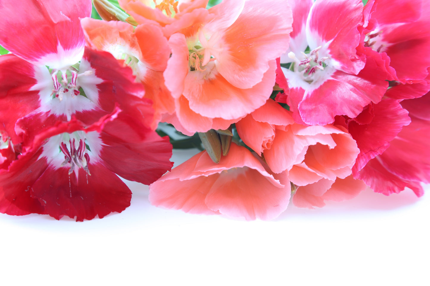 500 DOUBLE DEUCES GODETIA Grandiflora Clarkia Amoena Mixed Colors & Bicolor Flower Seeds