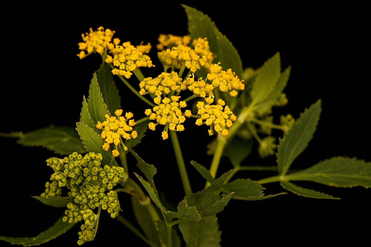 150 GOLDEN ALEXANDER (Golden Zizia / Meadow Zizia) Zizia Aurea Flower Seeds