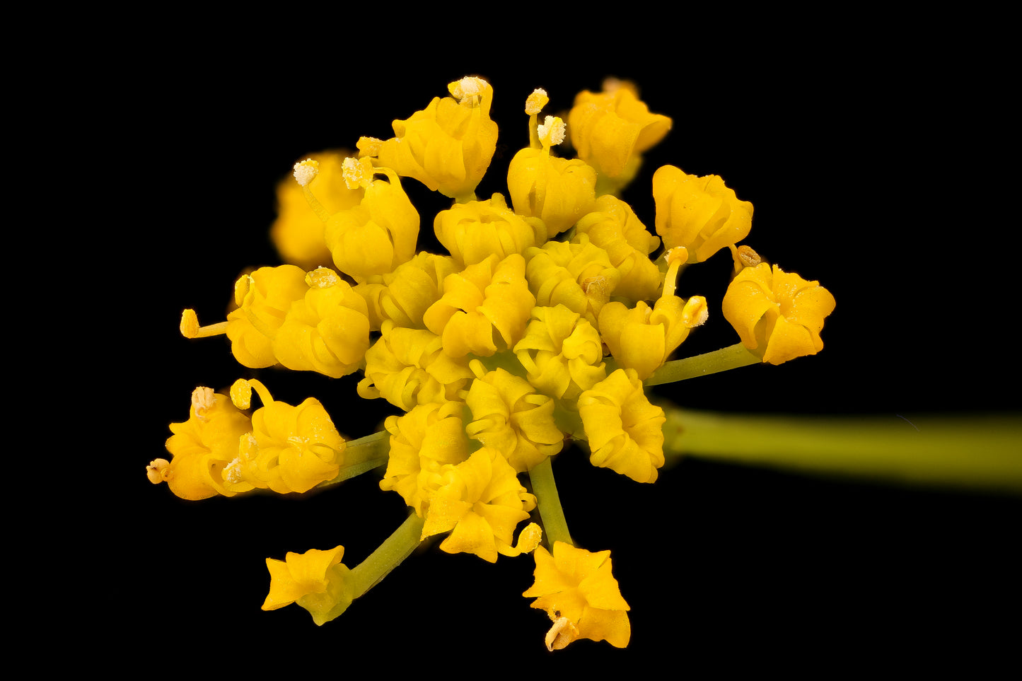 150 GOLDEN ALEXANDER (Golden Zizia / Meadow Zizia) Zizia Aurea Flower Seeds