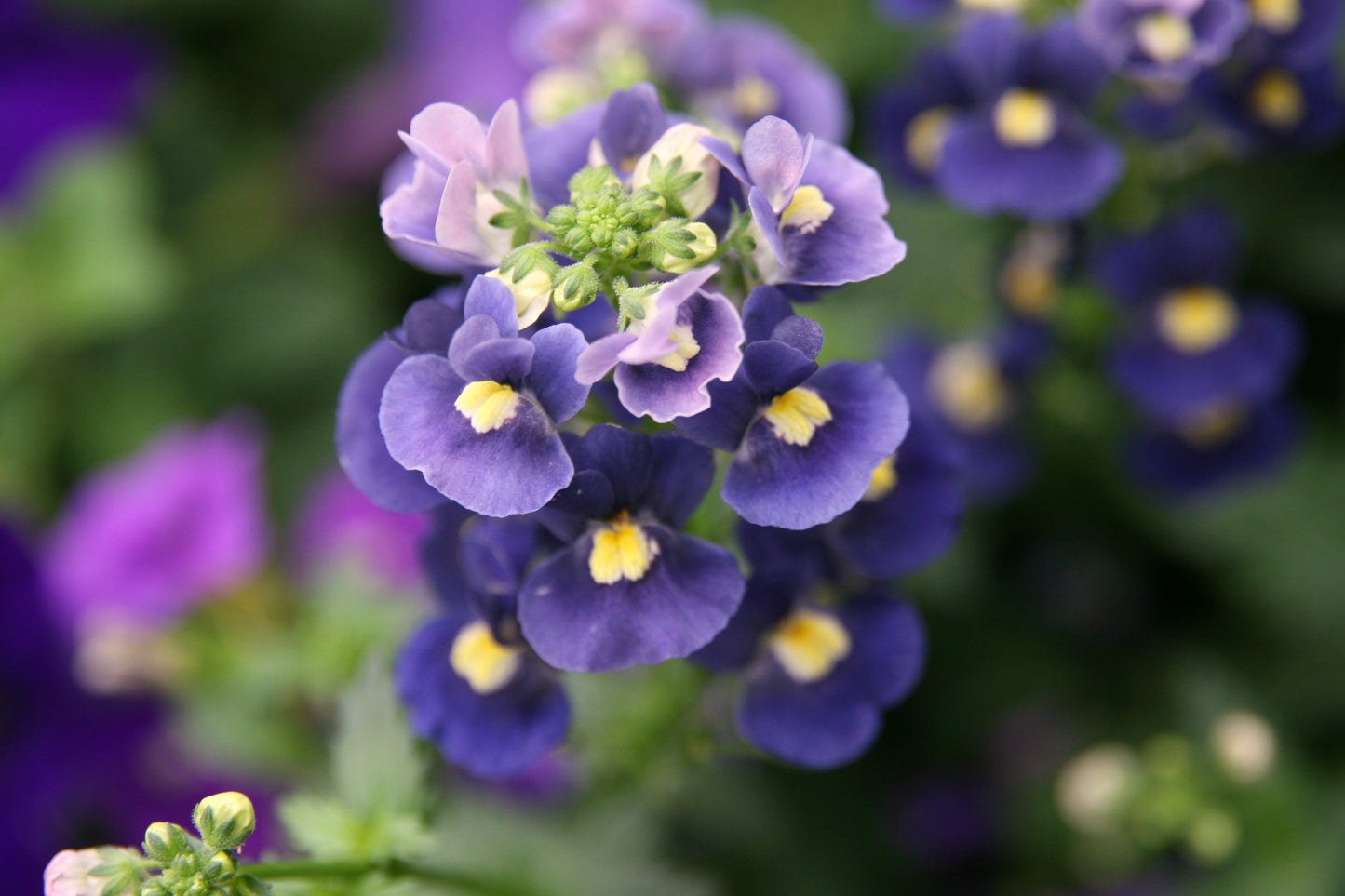 50 BLUE GEM NEMESIA Strumosa Flower Seeds