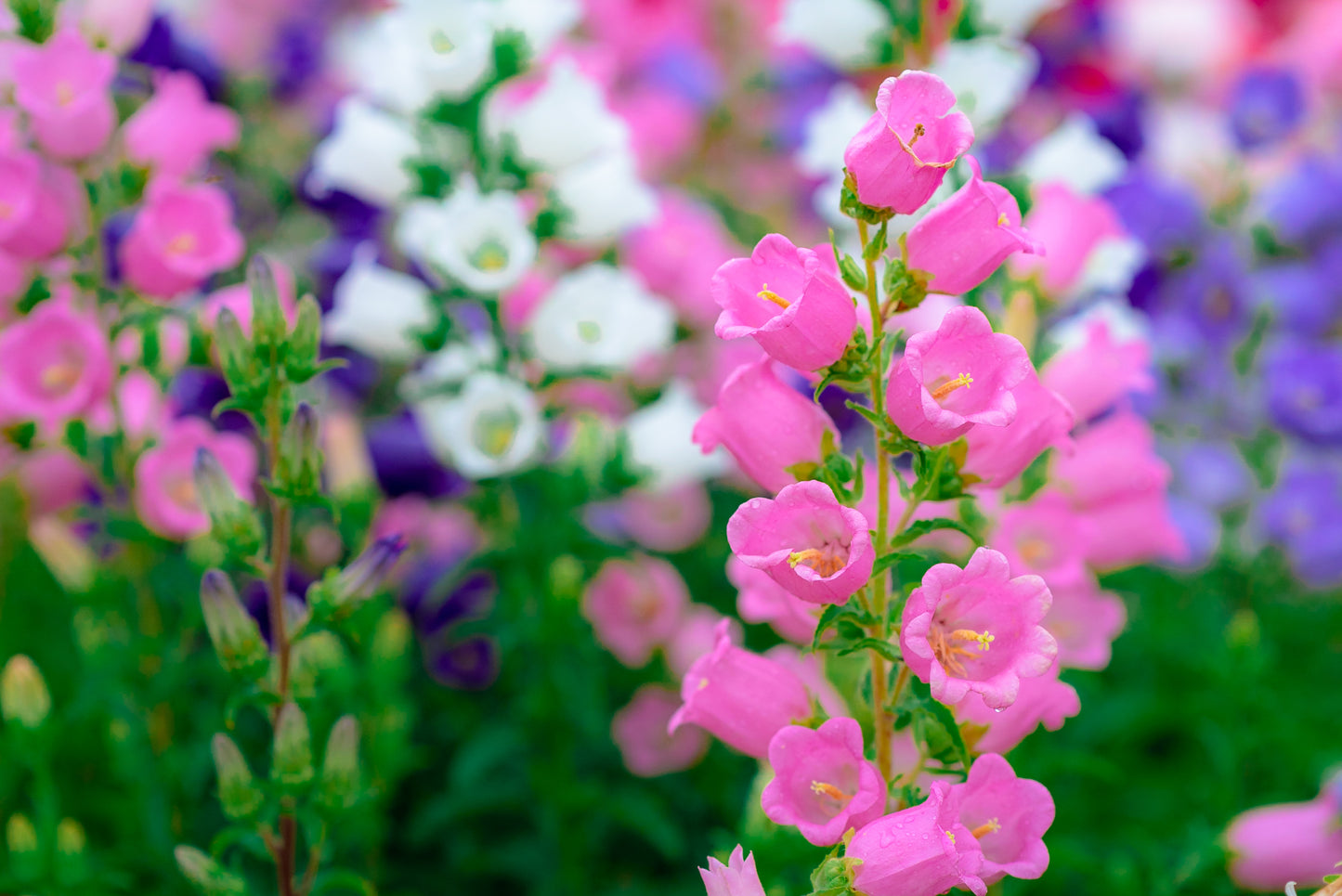 100 MIXED CANTERBURY BELLS - Crown Mix Campanula Medium Flower Seeds