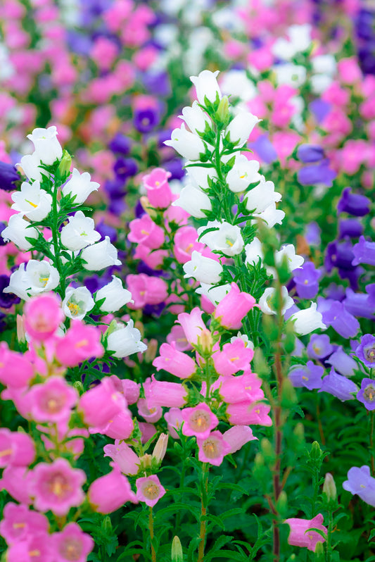 100 MIXED CANTERBURY BELLS - Crown Mix Campanula Medium Flower Seeds